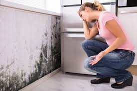 Best Mold Odor Removal Services  in USA